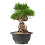 Pinus thunbergii, 21,5 cm, ± 18 years old