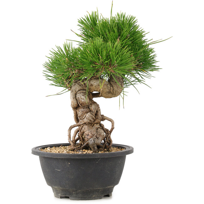 Pinus thunbergii, 21,5 cm, ± 18 Jahre alt