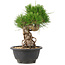 Pinus thunbergii, 21,5 cm, ± 18 jaar oud