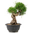 Pinus thunbergii, 21,5 cm, ± 18 jaar oud