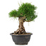 Pinus thunbergii, 21,5 cm, ± 18 jaar oud
