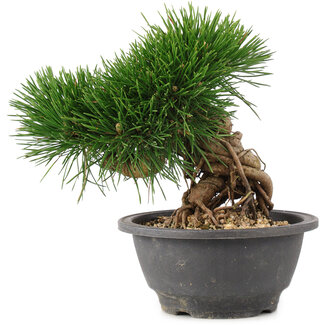 Pinus thunbergii, 27,5 cm, ± 18 jaar oud