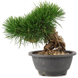 Pinus thunbergii, 27,5 cm, ± 18 years old