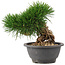 Pinus thunbergii, 27,5 cm, ± 18 ans