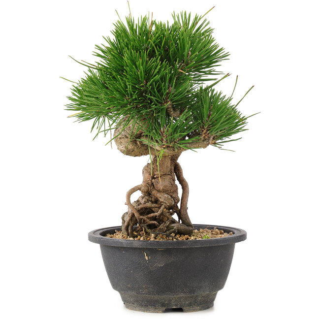 Pinus thunbergii, 21,5 cm, ± 18 anni