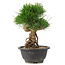 Pinus thunbergii, 21,5 cm, ± 18 ans