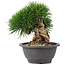 Pinus thunbergii, 27,5 cm, ± 18 ans
