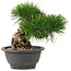 Pinus thunbergii, 27,5 cm, ± 18 years old