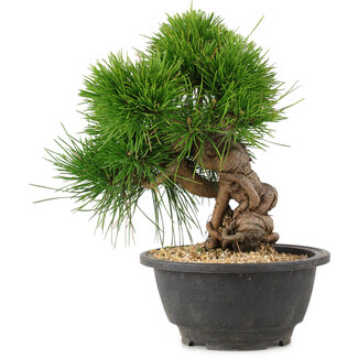 Pinus thunbergii, 21 cm, ± 18 jaar oud