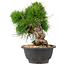 Pinus thunbergii, 21 cm, ± 18 jaar oud