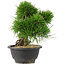 Pinus thunbergii, 21 cm, ± 18 anni