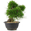 Pinus thunbergii, 21 cm, ± 18 jaar oud