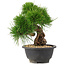 Pinus thunbergii, 21 cm, ± 18 años