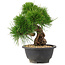 Pinus thunbergii, 21 cm, ± 18 jaar oud