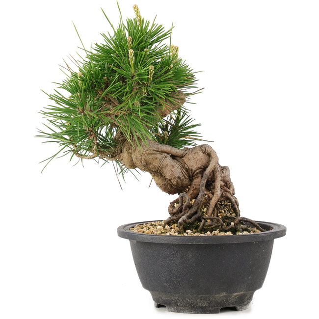 Pinus thunbergii, 19,5 cm, ± 18 jaar oud