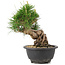 Pinus thunbergii, 19,5 cm, ± 18 jaar oud