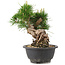 Pinus thunbergii, 19,5 cm, ± 18 ans