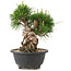 Pinus thunbergii, 19,5 cm, ± 18 años