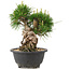Pinus thunbergii, 19,5 cm, ± 18 years old