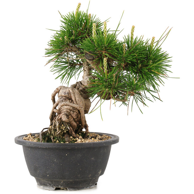 Pinus thunbergii, 19,5 cm, ± 18 años