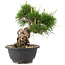 Pinus thunbergii, 19,5 cm, ± 18 ans