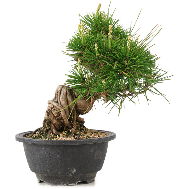 Pinus thunbergii, 19,5 cm, ± 18 jaar oud