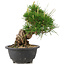 Pinus thunbergii, 19,5 cm, ± 18 anni