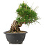 Pinus thunbergii, 19,5 cm, ± 18 jaar oud