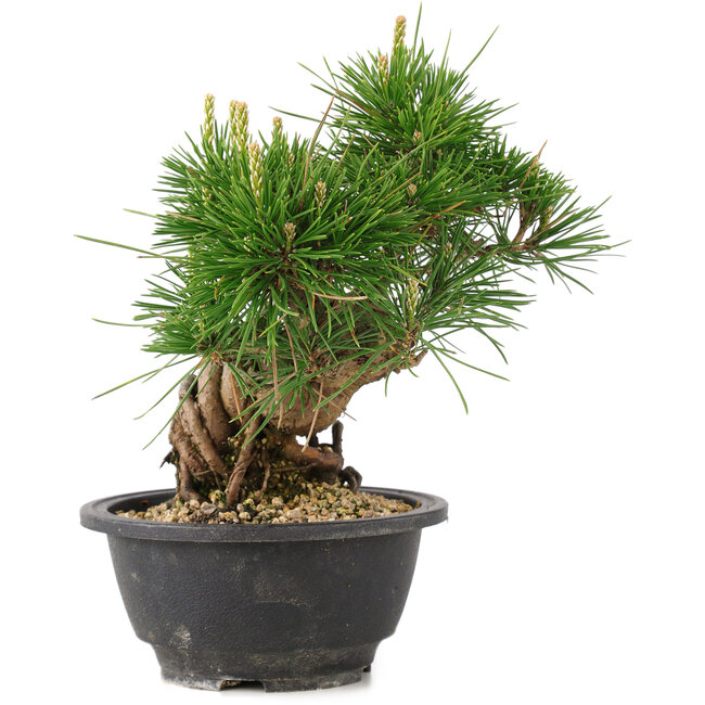 Pinus thunbergii, 19,5 cm, ± 18 jaar oud