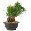 Pinus thunbergii, 19,5 cm, ± 18 jaar oud