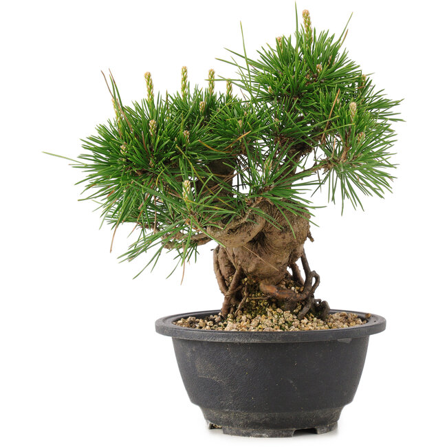 Pinus thunbergii, 19,5 cm, ± 18 jaar oud