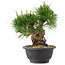 Pinus thunbergii, 19,5 cm, ± 18 years old