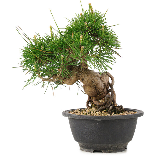 Pinus thunbergii, 19,5 cm, ± 18 jaar oud