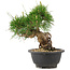 Pinus thunbergii, 19,5 cm, ± 18 ans