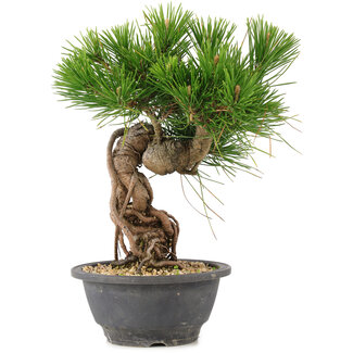 Pinus thunbergii, 25 cm, ± 18 jaar oud