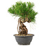 Pinus thunbergii, 25 cm, ± 18 jaar oud