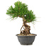 Pinus thunbergii, 25 cm, ± 18 jaar oud