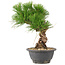 Pinus thunbergii, 25 cm, ± 18 años