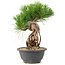 Pinus thunbergii, 25 cm, ± 18 jaar oud