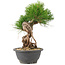 Pinus thunbergii, 25 cm, ± 18 jaar oud