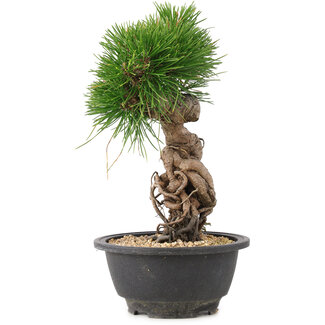 Pinus thunbergii, 25 cm, ± 18 años