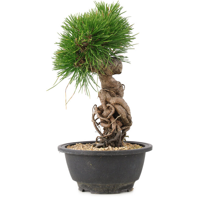 Pinus thunbergii, 25 cm, ± 18 jaar oud