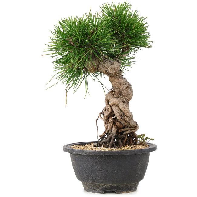 Pinus thunbergii, 25 cm, ± 18 Jahre alt