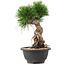Pinus thunbergii, 25 cm, ± 18 ans
