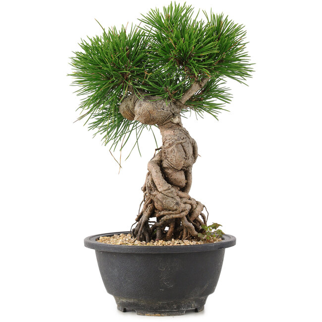 Pinus thunbergii, 25 cm, ± 18 Jahre alt