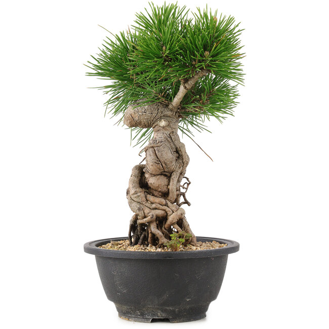 Pinus thunbergii, 25 cm, ± 18 Jahre alt