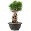 Pinus thunbergii, 25 cm, ± 18 jaar oud