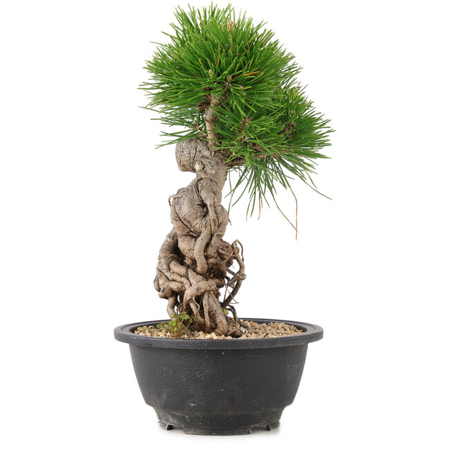 Pinus thunbergii, 25 cm, ± 18 ans
