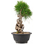 Pinus thunbergii, 25 cm, ± 18 jaar oud