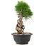 Pinus thunbergii, 25 cm, ± 18 years old